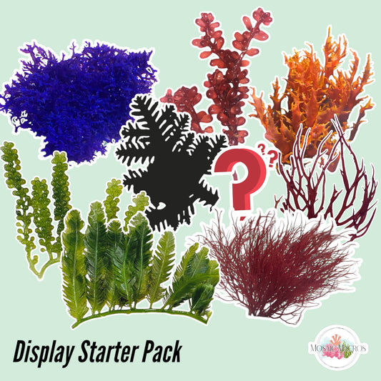 Display Starter Macroalgae Bundle | Various Species