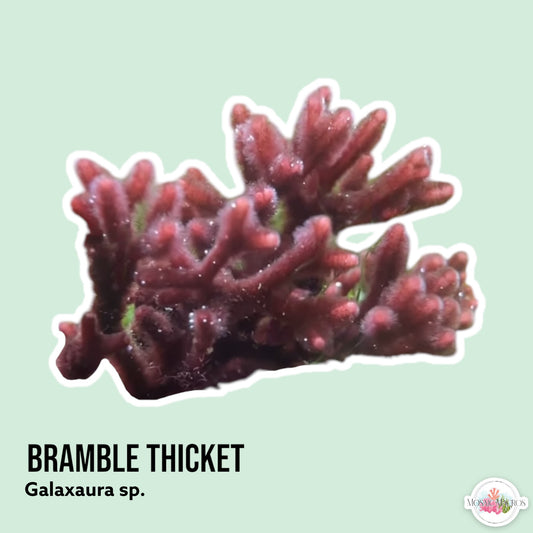 Bramble Thicket Macroalgae | Galaxaura sp.