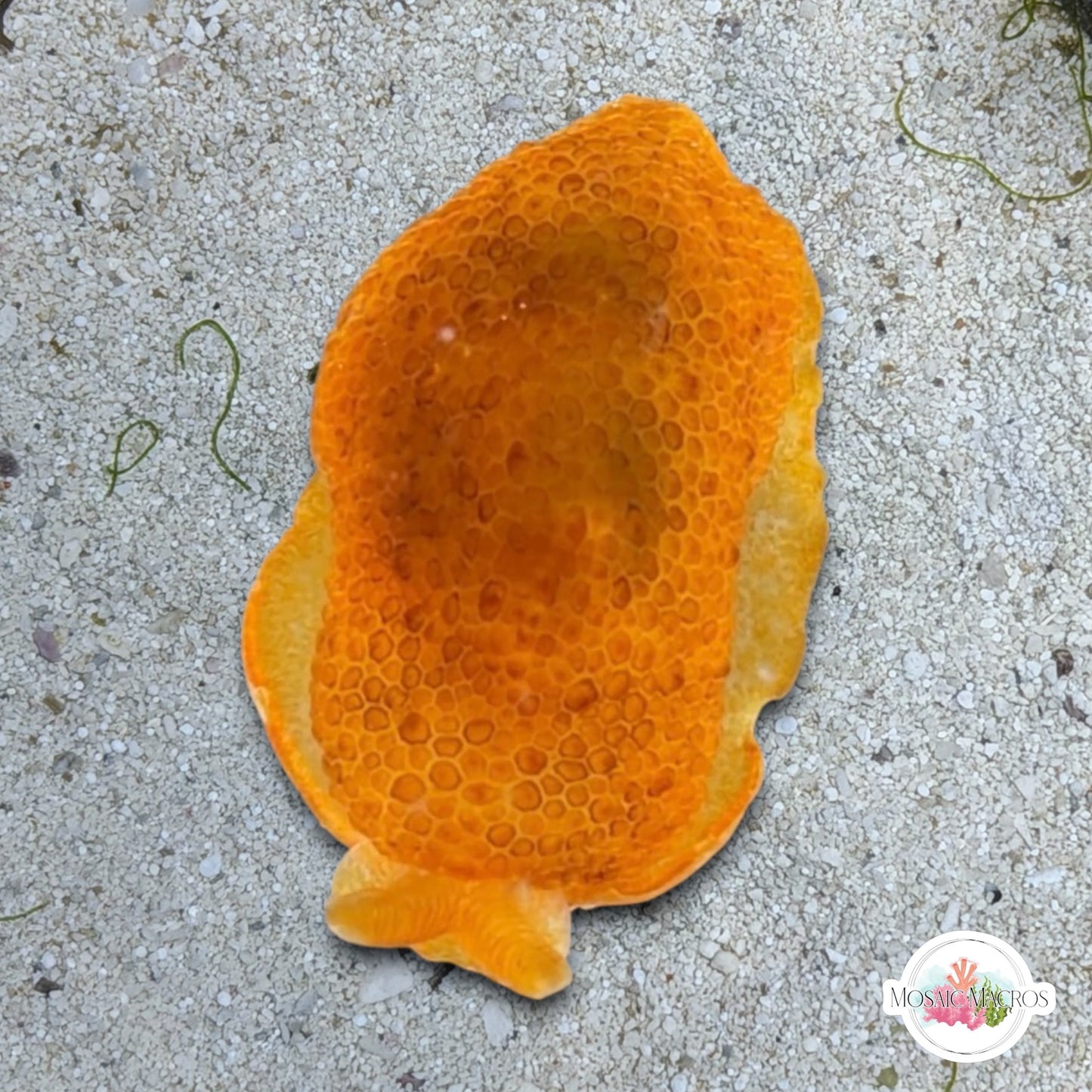 Sidegill Sea Slug | Pleurobranchus peronii