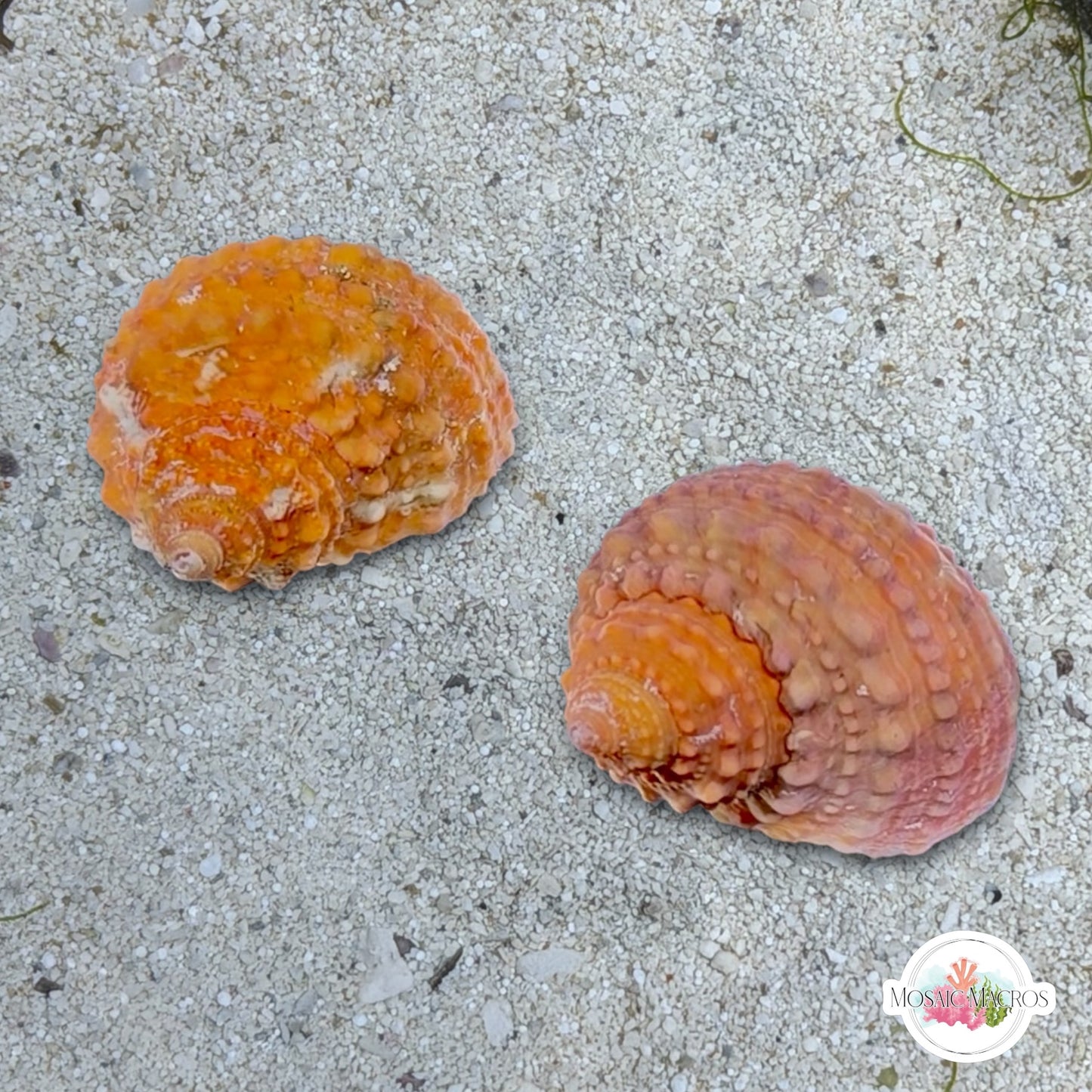 Orange Chestnut Turban Snail | Turbo castanea