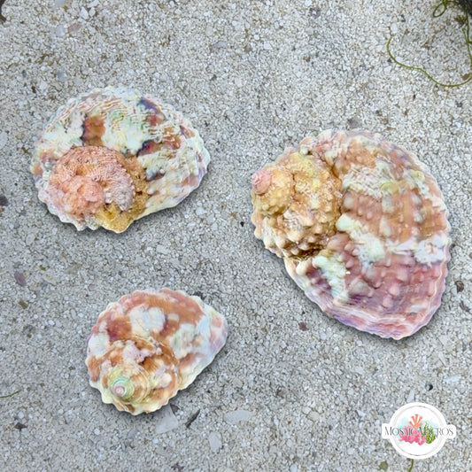 Chestnut Turban Snail | Turbo castanea