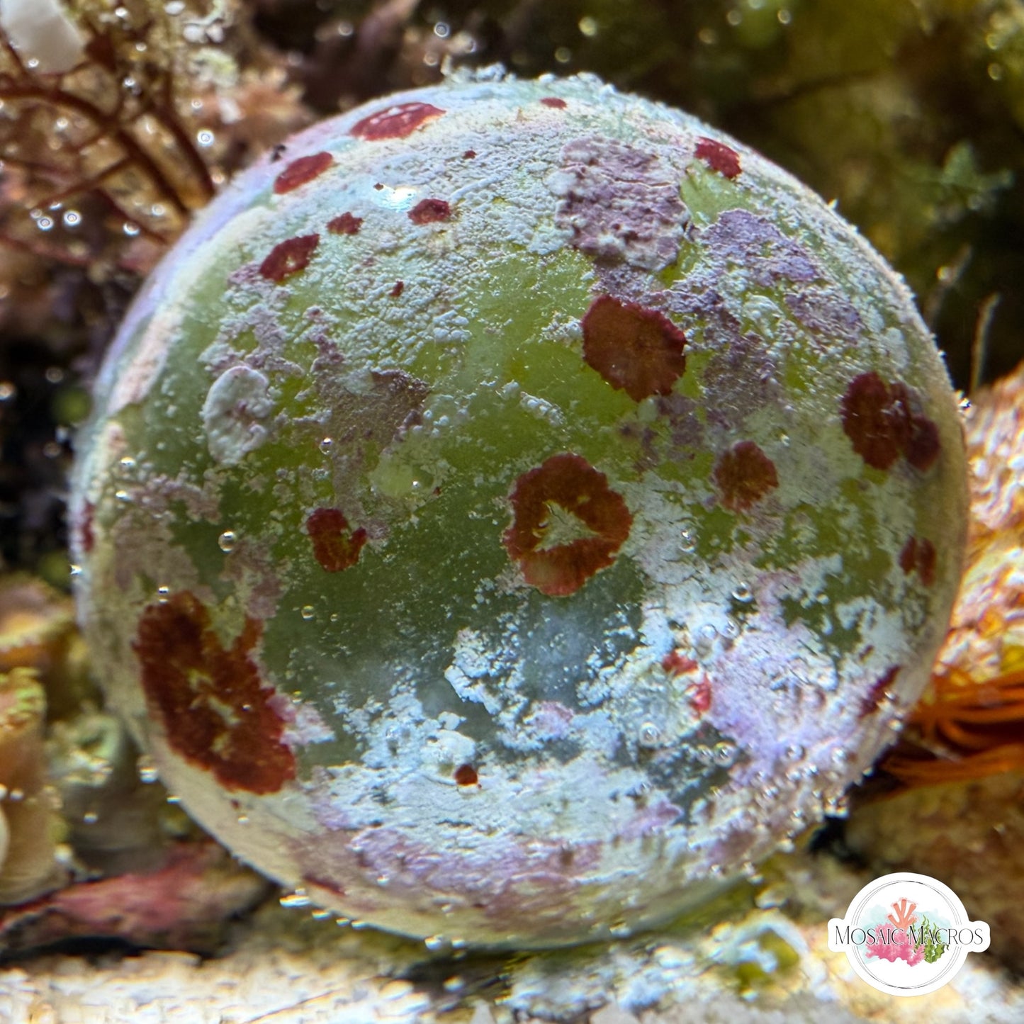 Sailor’s Eyeball Macroalgae | Valonia ventricosa