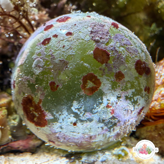 Sailor’s Eyeball Macroalgae | Valonia ventricosa