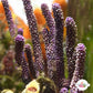 Purple Candelabra Gorgonian | Plexaura flexuosa