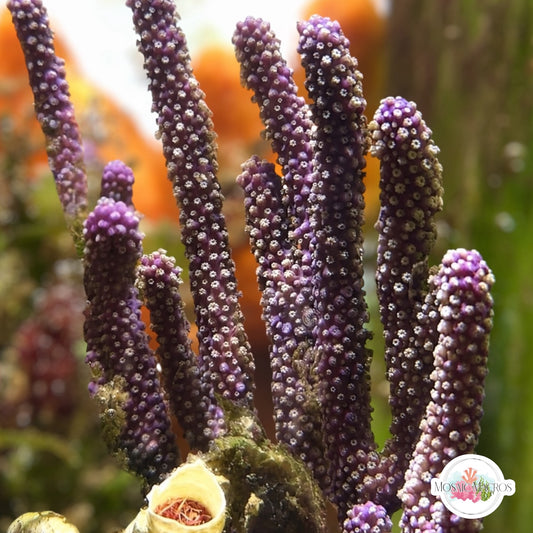 Purple Candelabra Gorgonian | Plexaura flexuosa