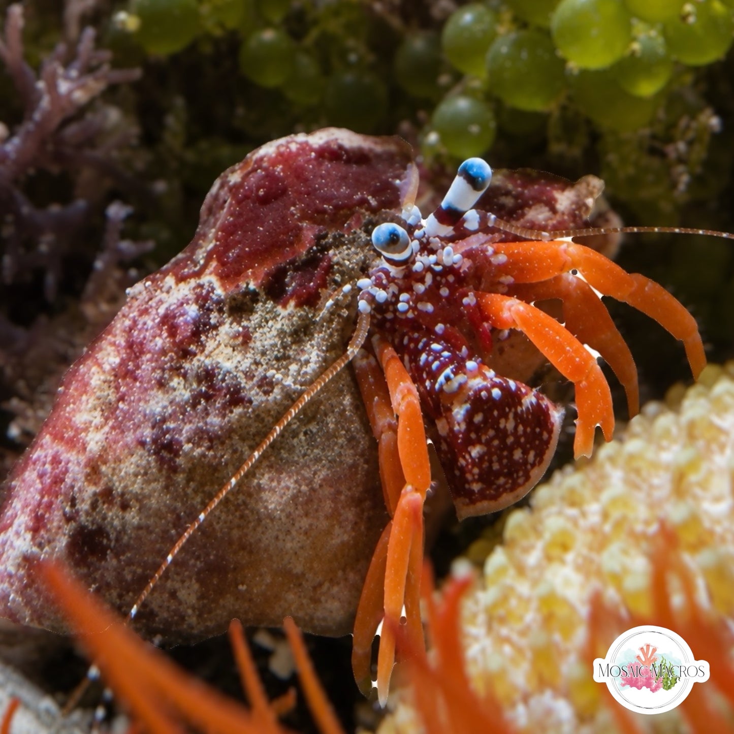 Pokadot Hermit Crab | Phimochirus operculatus