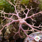Basket Star |  Gorgonocephalus sp.