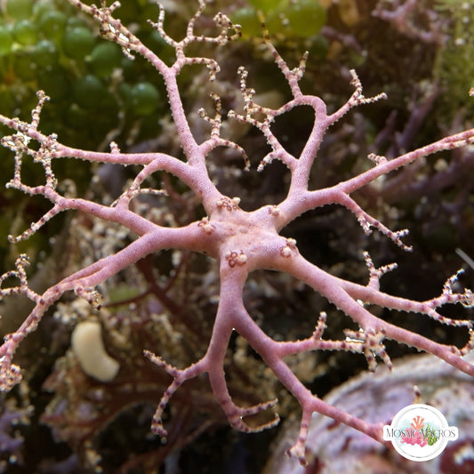 Basket Star |  Gorgonocephalus sp.