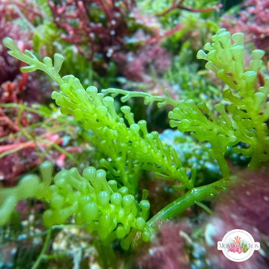 False-Grape Caulerpa Macroalgae | Caulerpa cupressoides var. Lycopodium