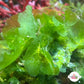Brittle Sea Lettuce Macroalgae | Unknown sp.