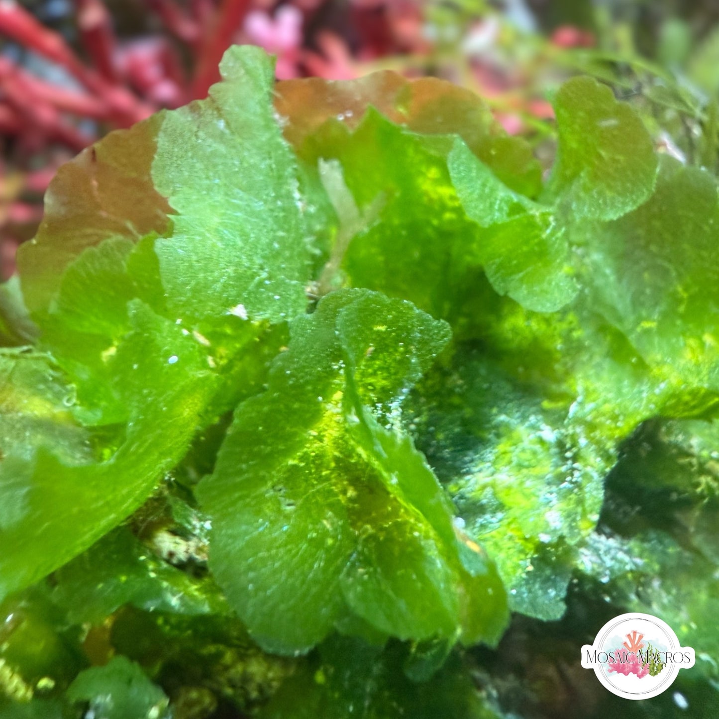 Brittle Sea Lettuce Macroalgae | Unknown sp.