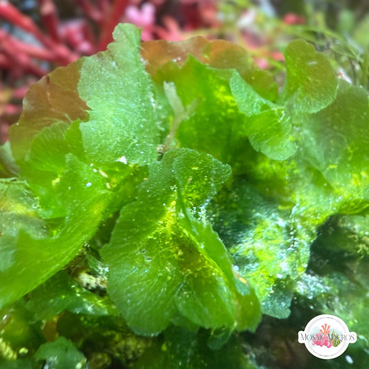 Brittle Sea Lettuce Macroalgae | Unknown sp.