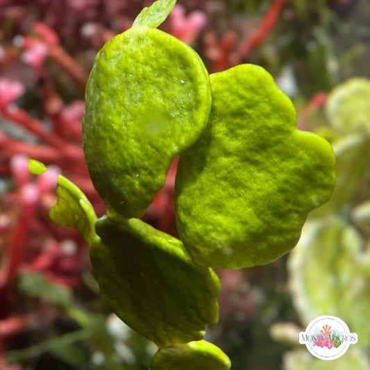 Coin Halimeda Macroalgae | Halimeda discoidea