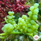 Green Bulb Caulerpa Macroalgae | Caulerpa racemosa var. Macrophysa