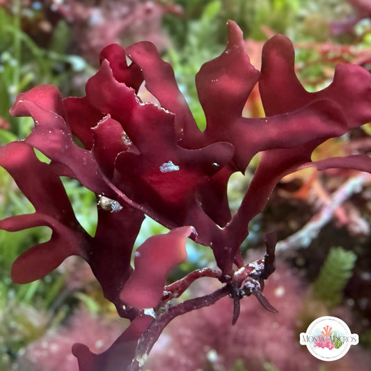Crimson Hearts Macroalgae | Unknown sp.
