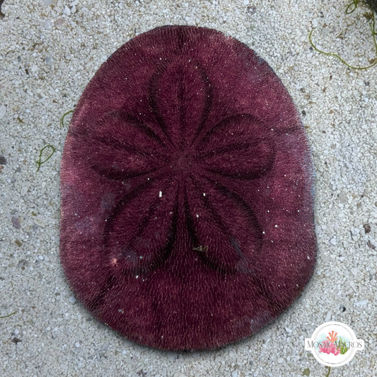 Biscuit Heart Urchin | Meoma ventricosa