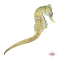 WYSWYG | Yellow Lined Seahorse | Hippocampus erectus
