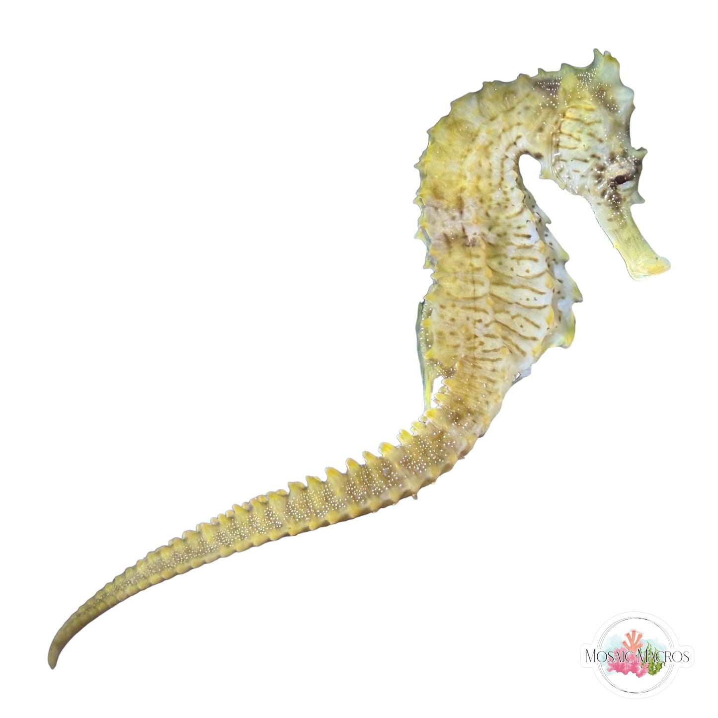 WYSWYG | Yellow Lined Seahorse | Hippocampus erectus