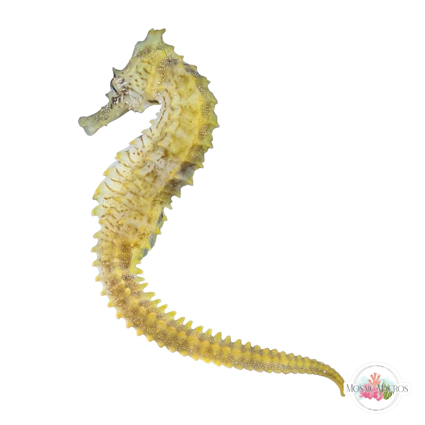 WYSWYG | Yellow Lined Seahorse | Hippocampus erectus