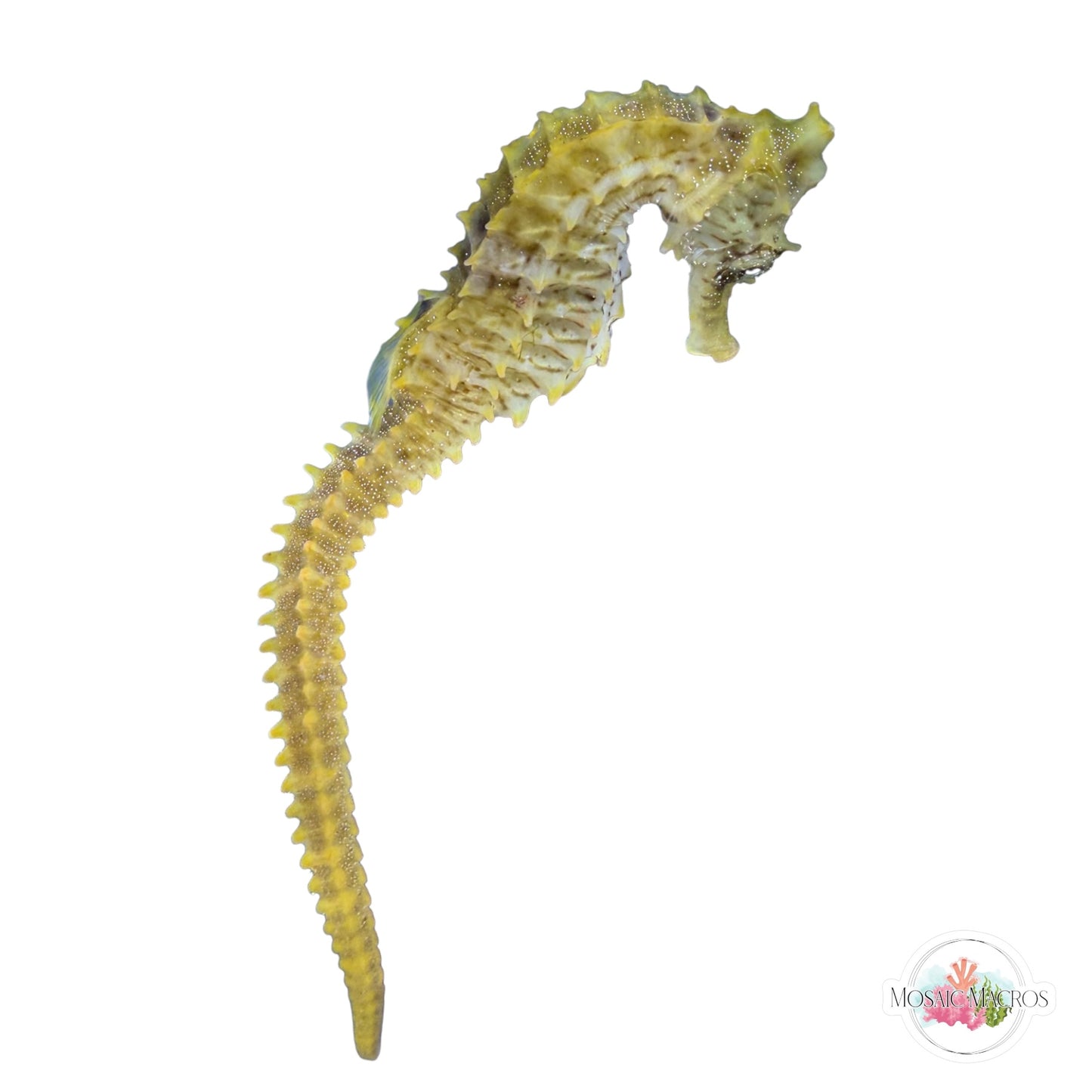 WYSWYG | Yellow Lined Seahorse | Hippocampus erectus