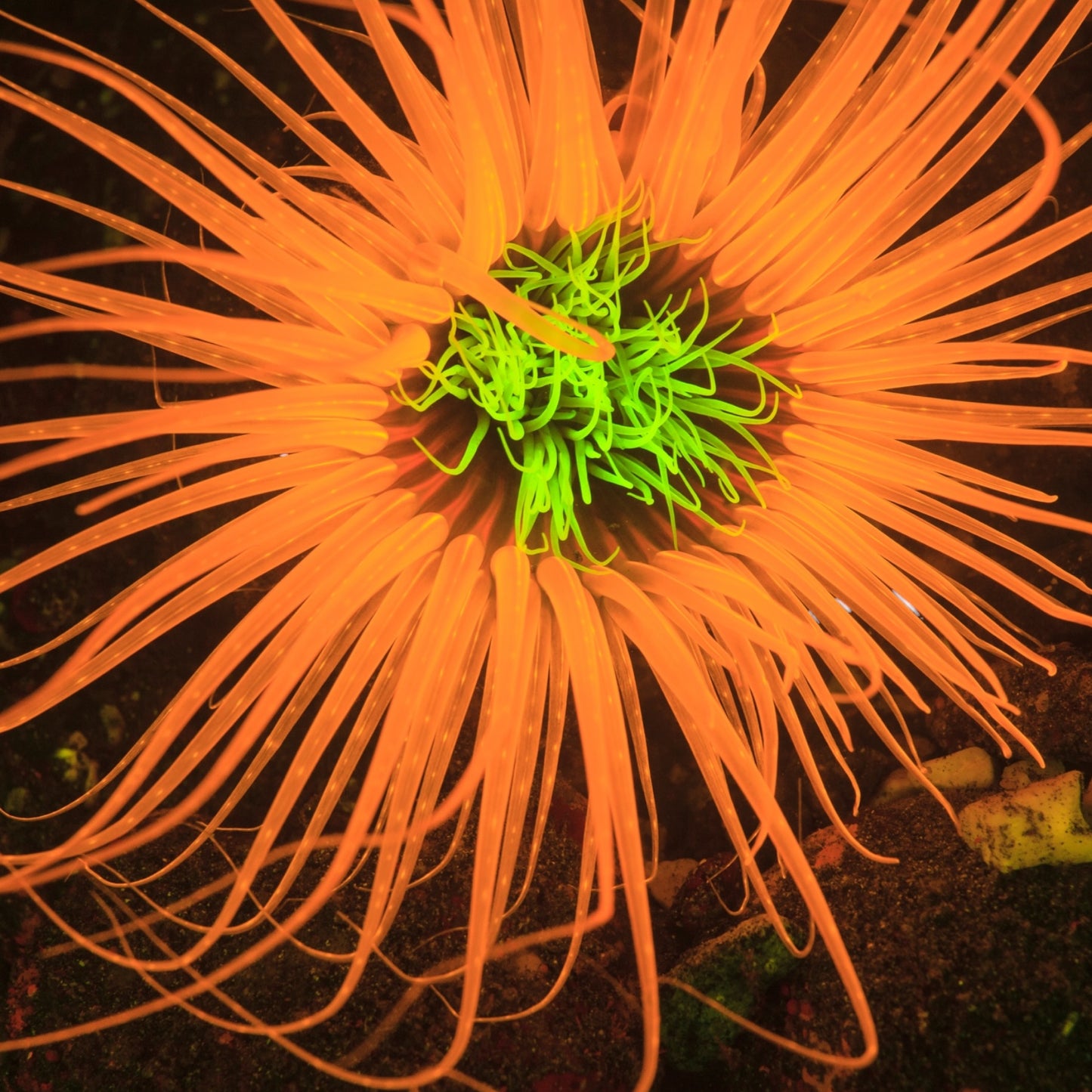 Neon Tube Anemone | Cerianthus sp.