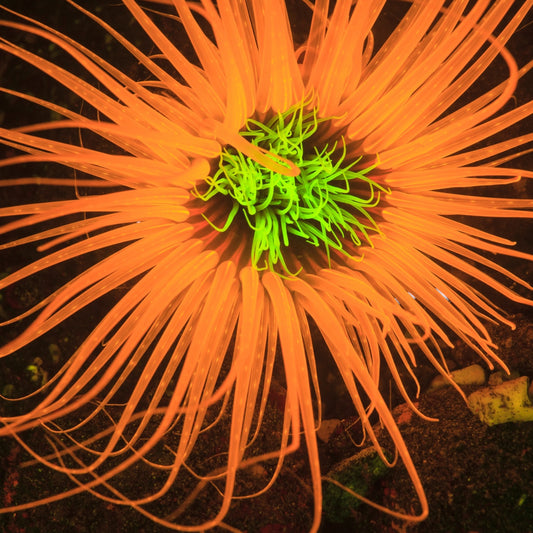 Neon Tube Anemone | Cerianthus sp.