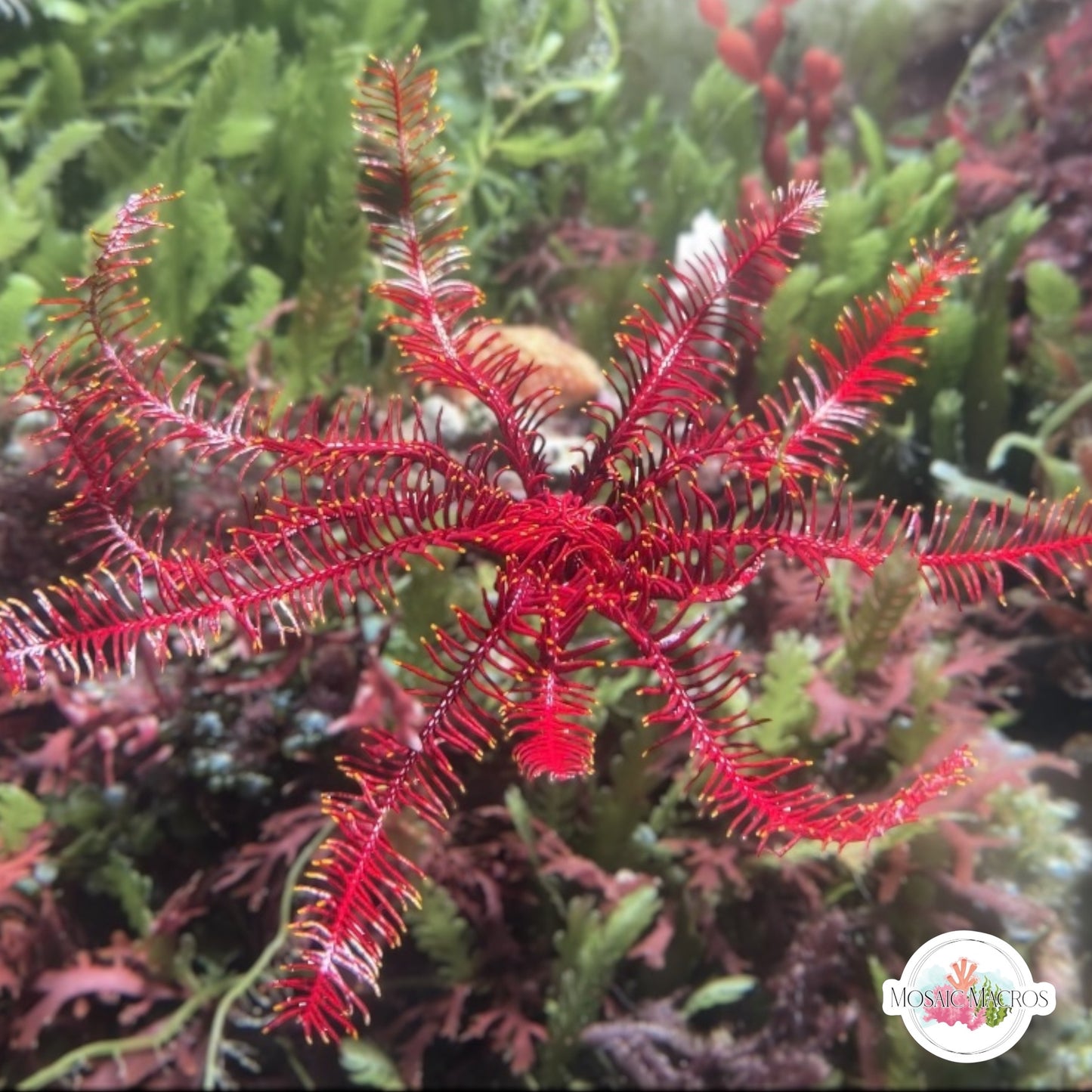 Red Feather Crinoid Starfish | Crinoidea sp.