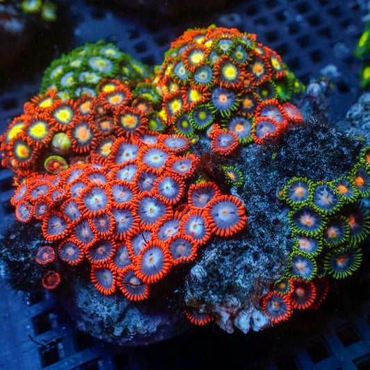 WYSWYG | Colored Zoanthids | Zoanthidea sp.