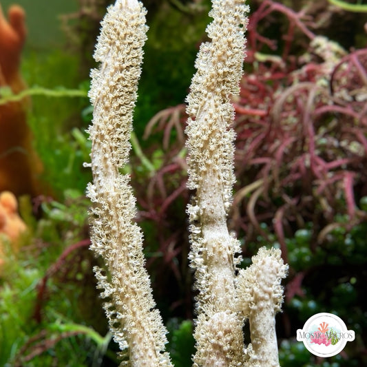 Cream Sea Rod Gorgonian | Eunicea sp.