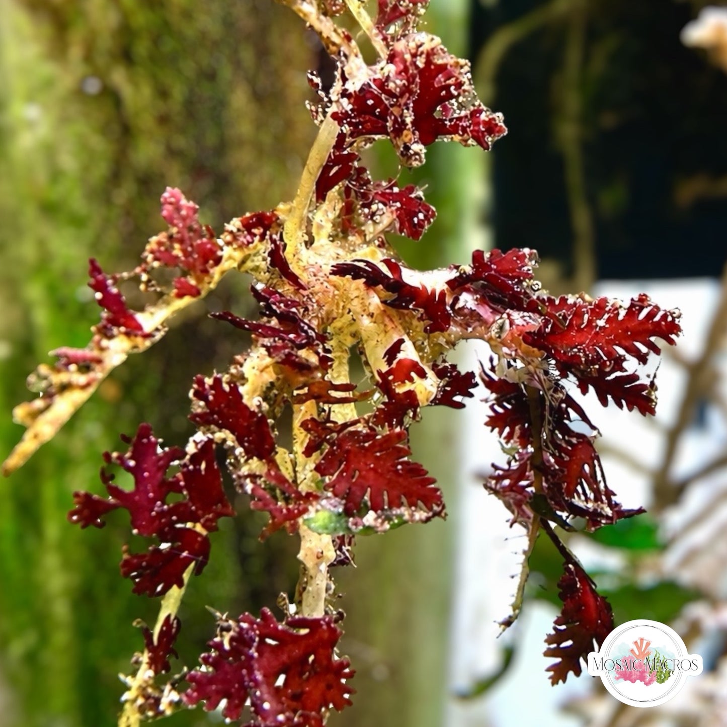 Macro-Decorator Frilly Arrow Crab | Podochela sp.
