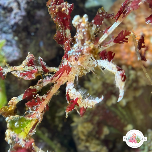 Macro-Decorator Frilly Arrow Crab | Podochela sp.
