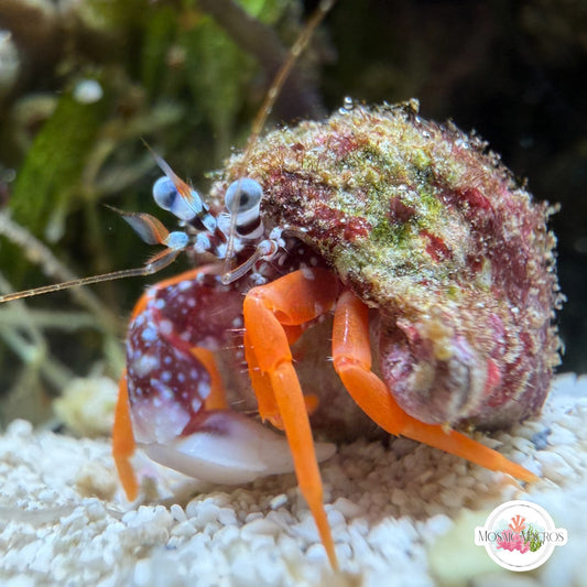 Polkadot Hermit Crab | Phimochirus operculatus