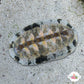 Fuzzy Chiton | Acanthopleura sp.