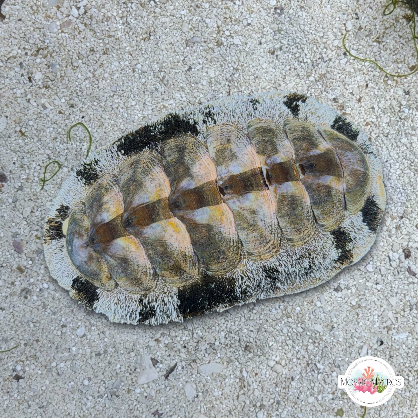 Fuzzy Chiton | Acanthopleura sp.