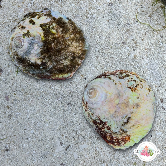 XL Turban Snail | Lithopoma sp.