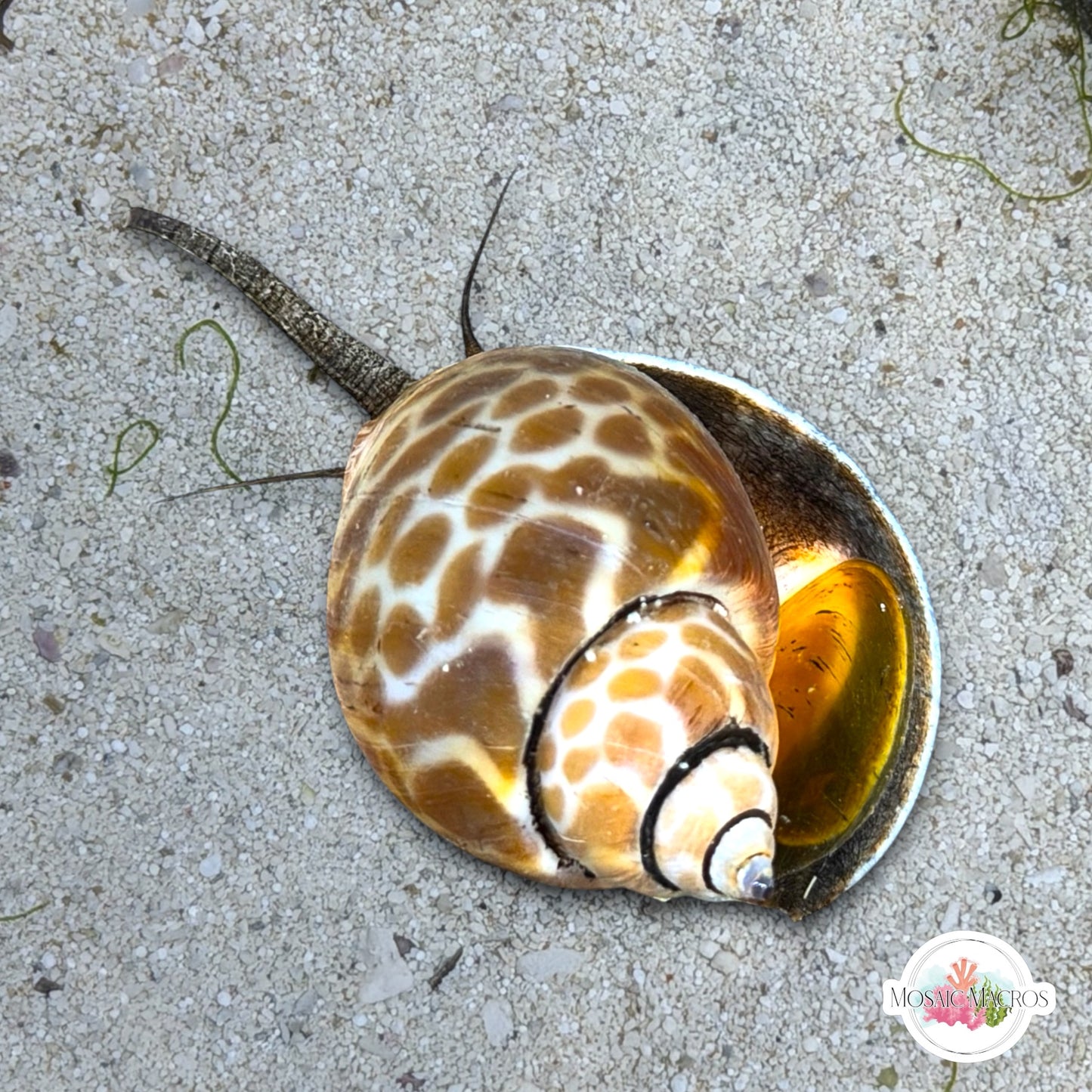 Leopard Nassarius Snail | Babylonia spirata