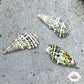Cerith Snail | Cerithium sp.