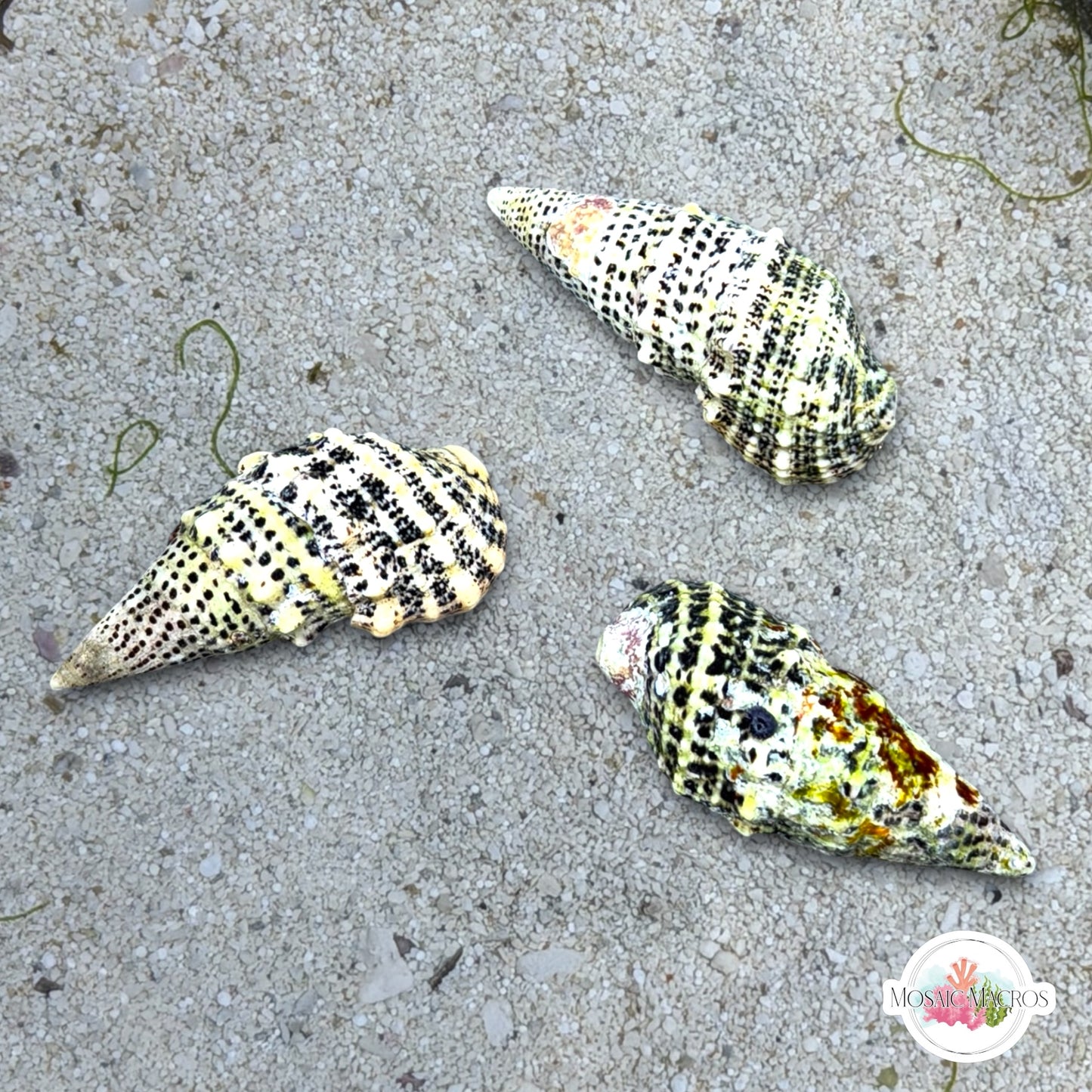 Cerith Snail | Cerithium sp.
