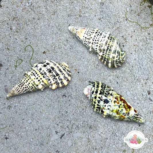 Cerith Snail | Cerithium sp.