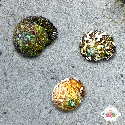 Smooth Atlantic Tegula Snail | Tegula fasciata