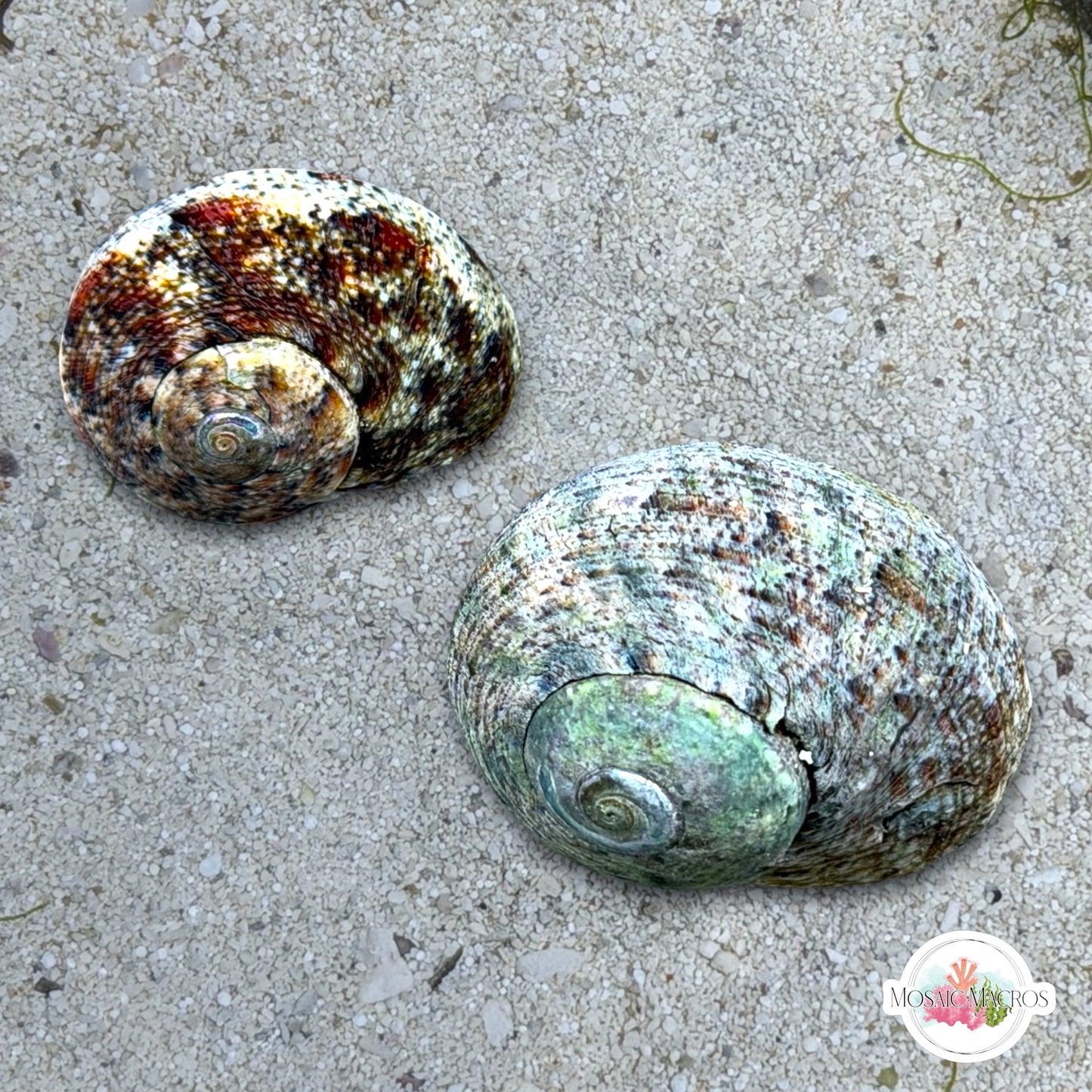 Torquato Turban Snail | Lunella torquata