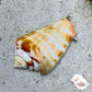 Strawberry Tiger Conch Snail | Conomurex luhuanus