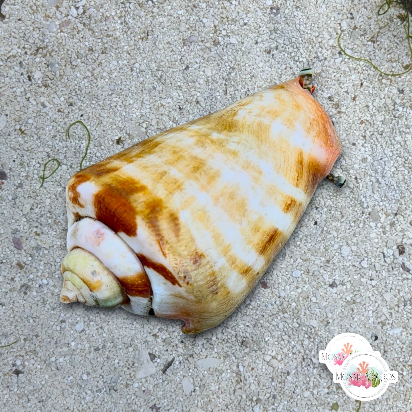 Strawberry Tiger Conch Snail | Conomurex luhuanus