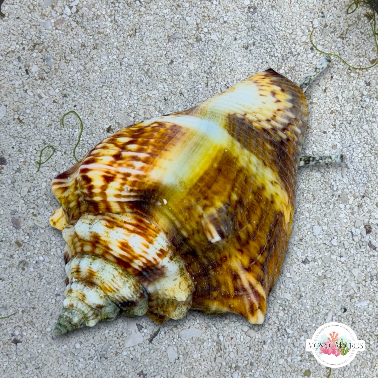 Florida Fighting Conch Snail | Strombus pugilis