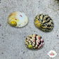 Bleeding Tooth Nerite Snail | Nerita peloronta