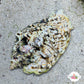 Silver-Lip Conch Snail | Lentigo lentiginosus