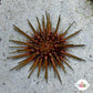 Reef Urchin | Echinometra viridis