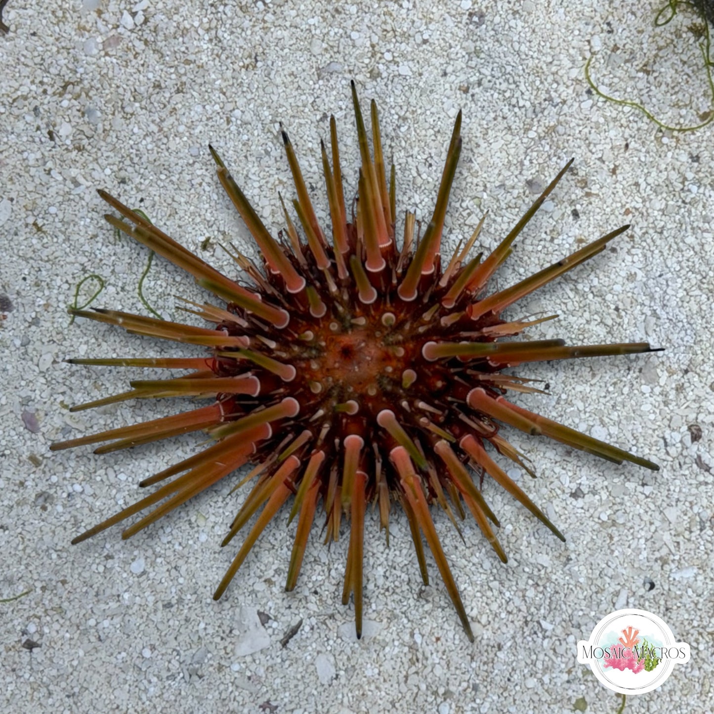 Reef Urchin | Echinometra viridis