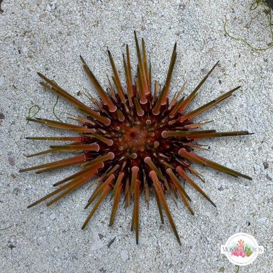 Reef Urchin | Echinometra viridis