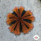 Blue Tuxedo Urchin | Mespilia globulus